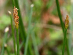 Eleocharis acuta