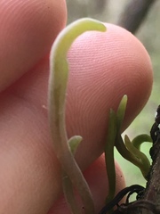 Exobasidium parvifolii