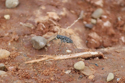 Ocellated Tiger Beetle