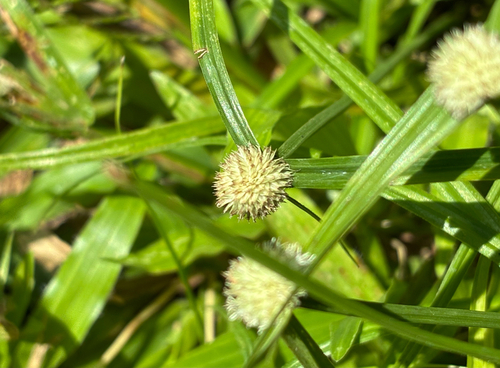 whitehead spikesedge