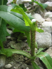 Lactuca serriola