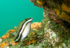 Canthigaster callisterna
