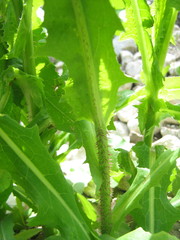 Lactuca serriola