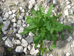 Lactuca serriola