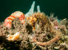 Hippocampus kelloggi