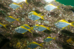 Schuettea scalaripinnis