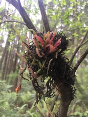 Exobasidium parvifolii