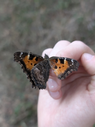 California Tortoiseshell