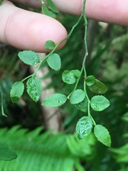 Exobasidium parvifolii