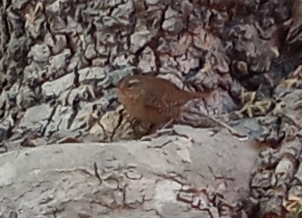 Pacific Wren