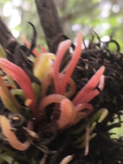 Exobasidium parvifolii