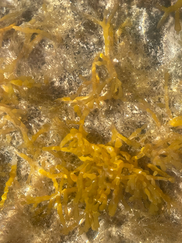 Gracilaria observed 2026-09-29