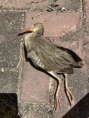 Rallus longirostris