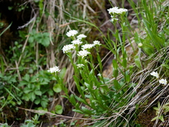 Arabis soyeri