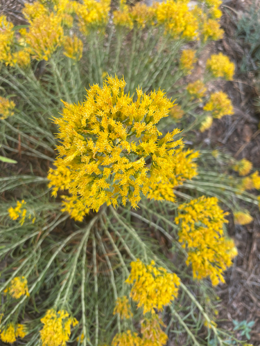 Rubber Rabbitbrush