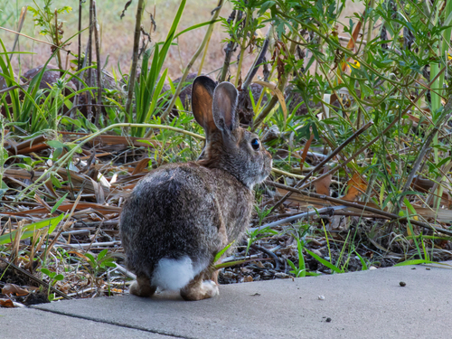 Eastern Cottontail