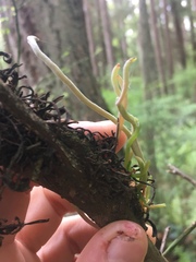 Exobasidium parvifolii