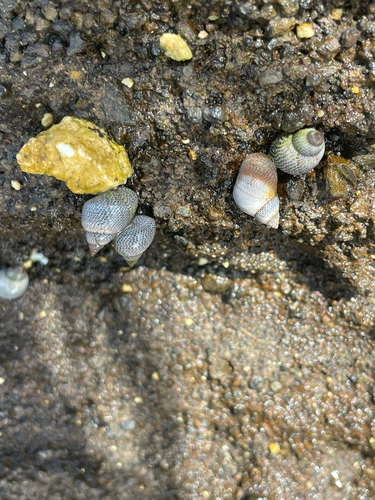 Littorina pintado observed 2026-09-29