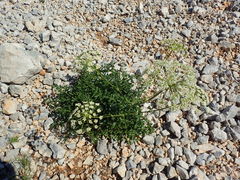 Laserpitium gallicum