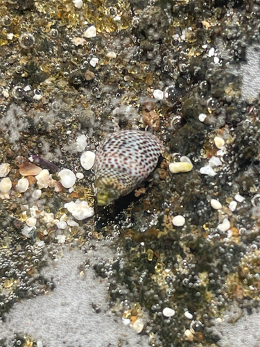 Littorina pintado observed 2026-09-29