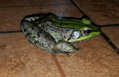 Lithobates palmipes