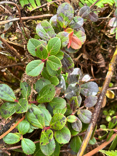 Vaccinium dentatum observed 2026-09-29