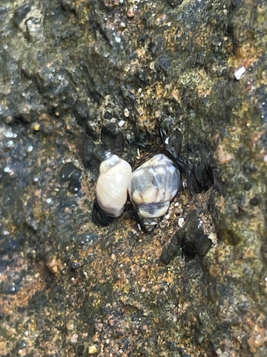 Echinolittorina hawaiiensis observed 2026-09-29