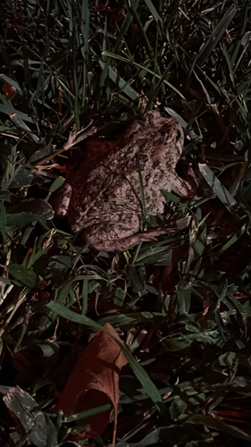 Western Toad