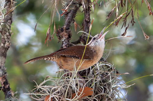 Carolina Wren