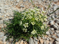 Laserpitium gallicum