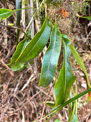 Elaphoglossum crassifolium observed 2026-09-29