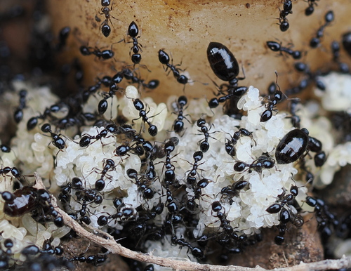 Monomorium ergatogyna
