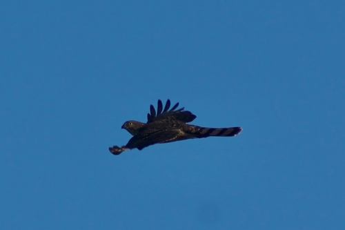 Sharp-shinned Hawk