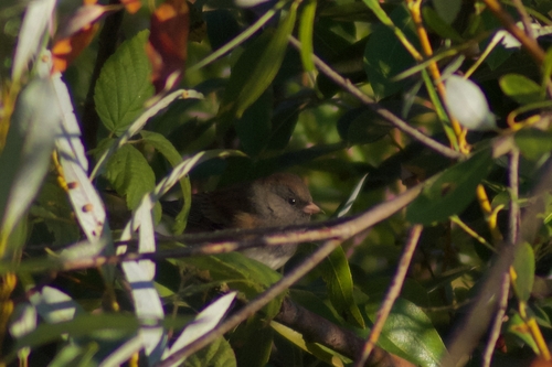 Dark-eyed Junco