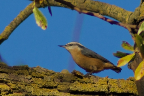 Red-breasted Nuthatch