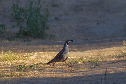California Quail