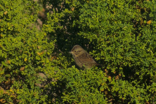 Lincoln's Sparrow