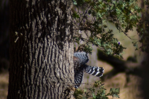 Red-shouldered Hawk