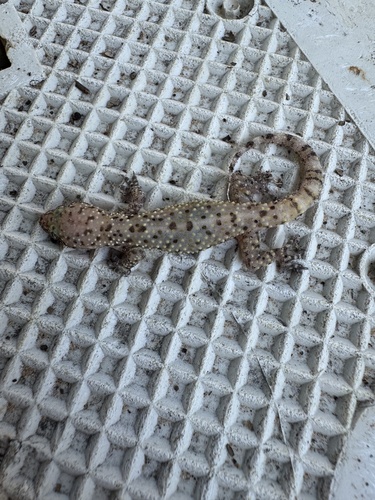 Mediterranean House Gecko