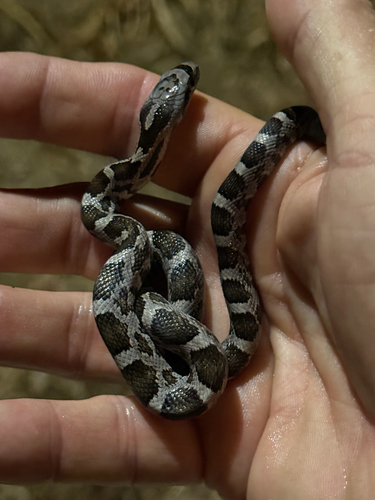 Western Ratsnake