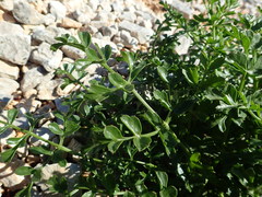 Laserpitium gallicum