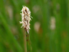 Eleocharis acuta