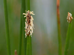 Eleocharis acuta