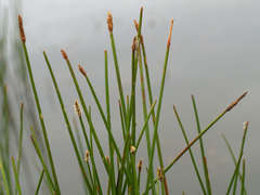 Eleocharis acuta