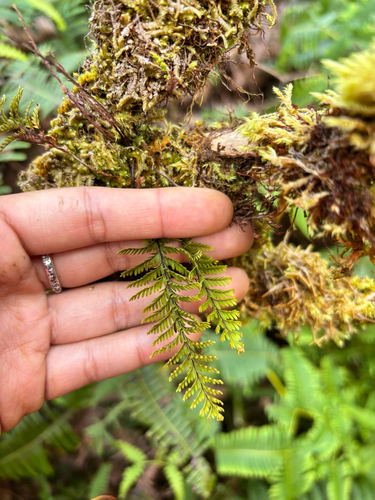 Adenophorus tamariscinus observed 2026-09-29