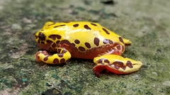 Dendropsophus reticulatus