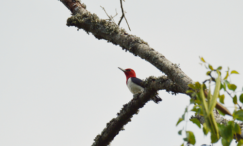 Red-headed Woodpecker
