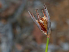Patersonia occidentalis occidentalis