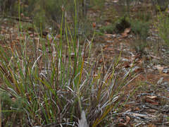 Patersonia occidentalis occidentalis
