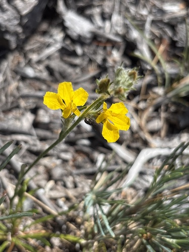 Goodenia bellidifolia observed 2026-09-30